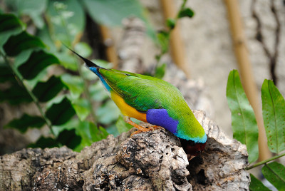 Gouldian雀