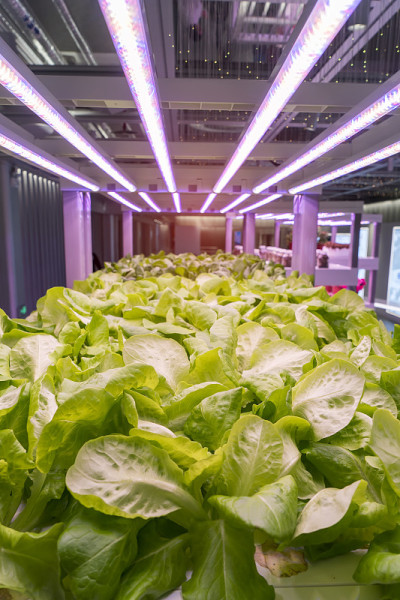 LED灯有机水培蔬菜室内农场，农业技术