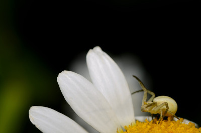 蜘蛛在花