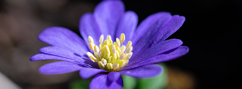 蓝风花花网旗，银莲花花