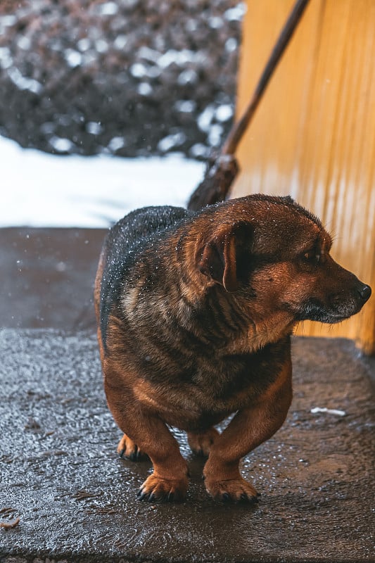 可爱的狗狗看着seriios与模糊的背景雪