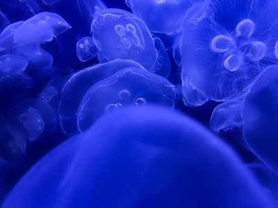水母