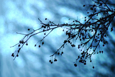 最冷的一天:Prunus pensylvanica fruit (pincherry)