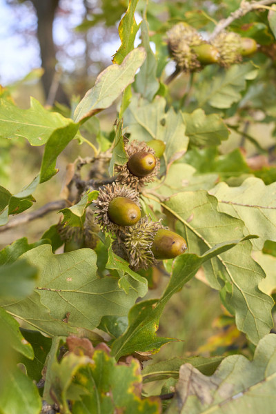 Quercus cerris树