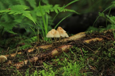 长白山原始森林