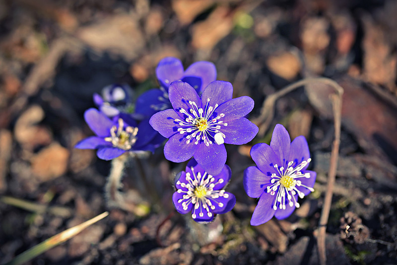 海葵hepatica或hepatica nobilis