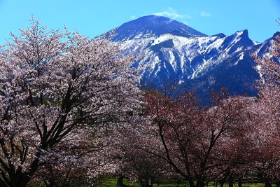 蓝天和樱花