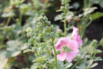 花花序