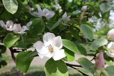 5月温柏的白花特写