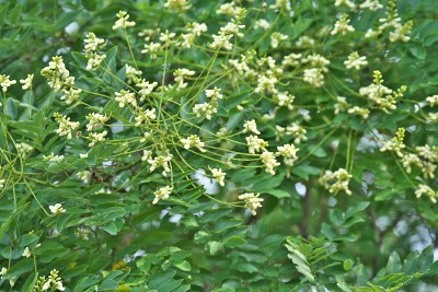 槐花