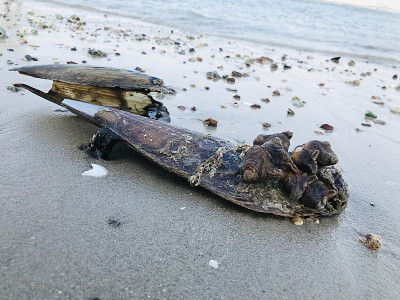 泰国海滩上附着在贝壳上的藤壶。