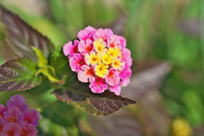 卡马拉Lantana