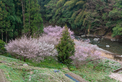 粉红色的花盛开在日本的乡村