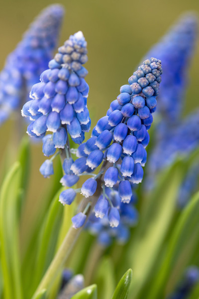 蓝色葡萄风信子花