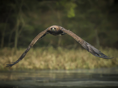 美丽的金鹰[Aquila Chrysaetos]