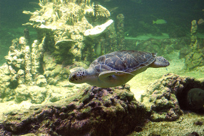 Seaturtle游泳