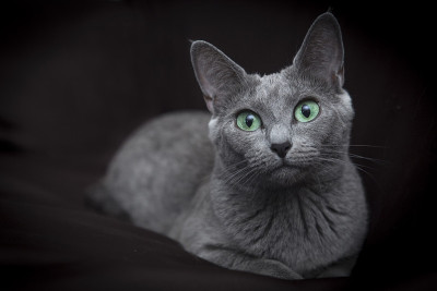 俄罗斯蓝母猫