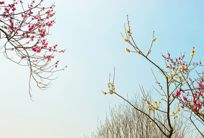 梅花