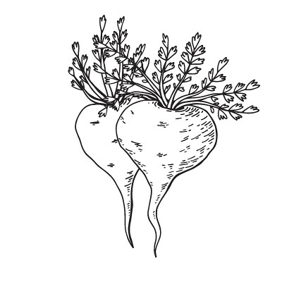 玛咖(Lepidium meyenii，秘鲁人参)。包装设计要素。手绘矢量插图。