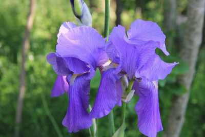 紫花鸢尾
