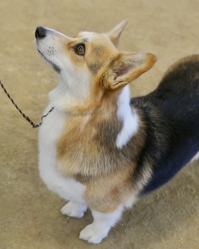 彭布罗克威尔士科基犬