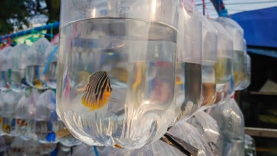 塑料袋内的观赏海鱼