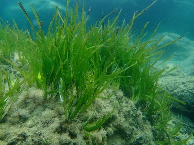 海草或地中海绦虫(Posidonia oceanica)海底，爱琴海