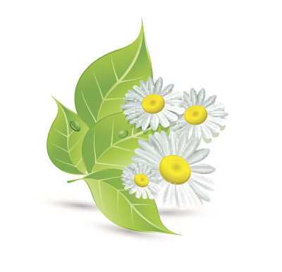 矢量背景与雏菊和绿叶