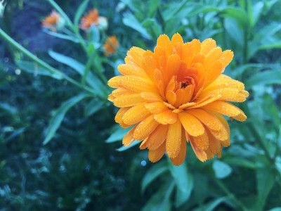 金盏菊在花园里盛开。