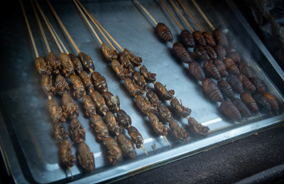 美味的昆虫棒上准备吃