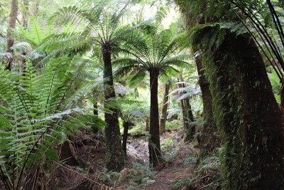 Maits Rest Rainforest Walk
