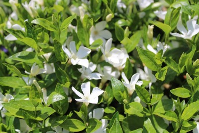 花园里常见的长春花