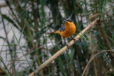 White-browed robin-chat;观鸟在博茨瓦纳