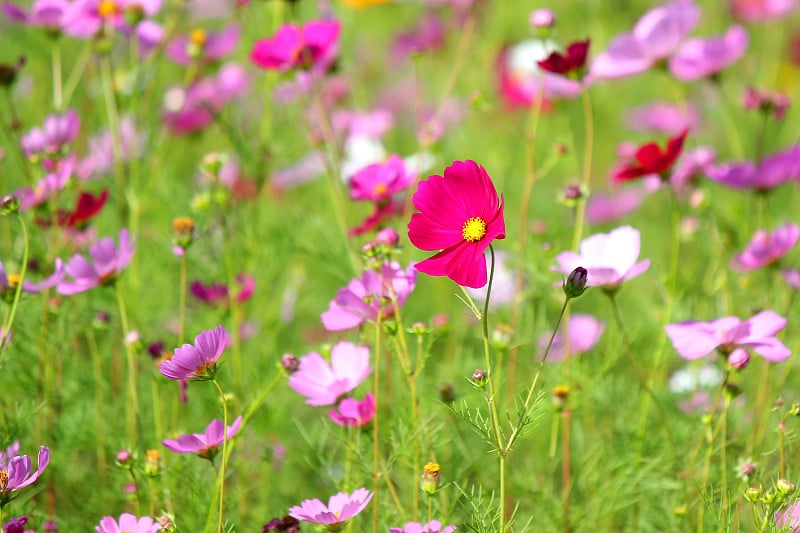 花园里五颜六色的百日草属或宇宙花