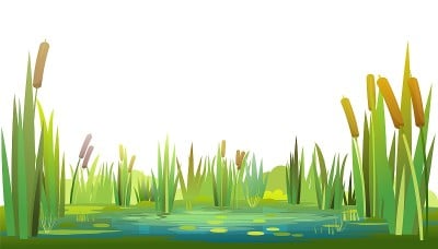 沼泽景观与芦苇和香蒲。孤立的元素。水平组合。杂草丛生的池塘岸边。说明向量