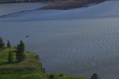 飞行中的金鹰在哥伦比亚河峡谷国家风景名胜区