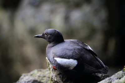 鸽子Guillemot，美国俄勒冈海岸