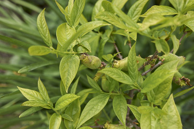 Chimonanthus praecox