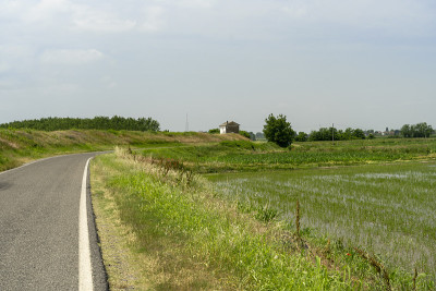 波河沿岸的稻田
