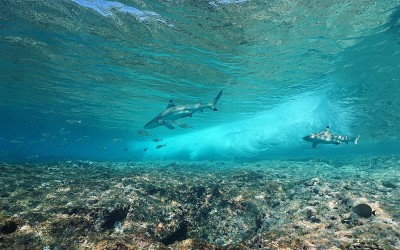 水下海浪与鲨鱼撞击礁石