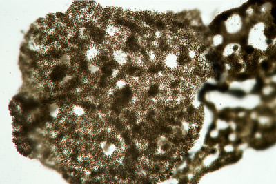 微囊藻蓝细菌显微镜观察。单细胞微藻类的群落。科学水产养殖的对象