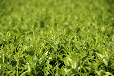 新的茶茶