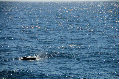 Long-finned Pilot Whales