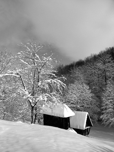 在雪