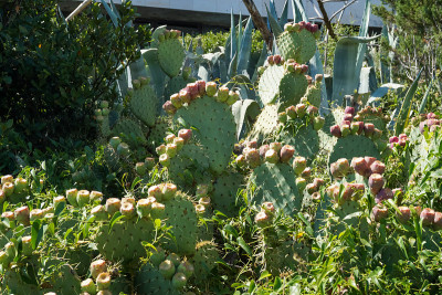Opuntia ficus-indica