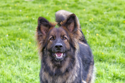 兴奋的德国牧羊犬狂吠