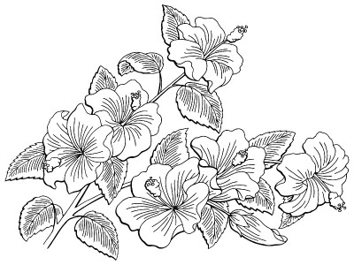 玫瑰花枝图形黑白孤立素描插图矢量