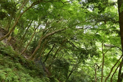 站在森林里