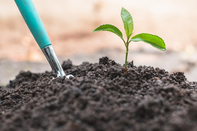 幼苗从土壤和种植勺中生长。世界环境日概念爱护将生长的树苗种植对环境友好的树木。种植以减少全球变暖。