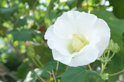 白芙蓉花